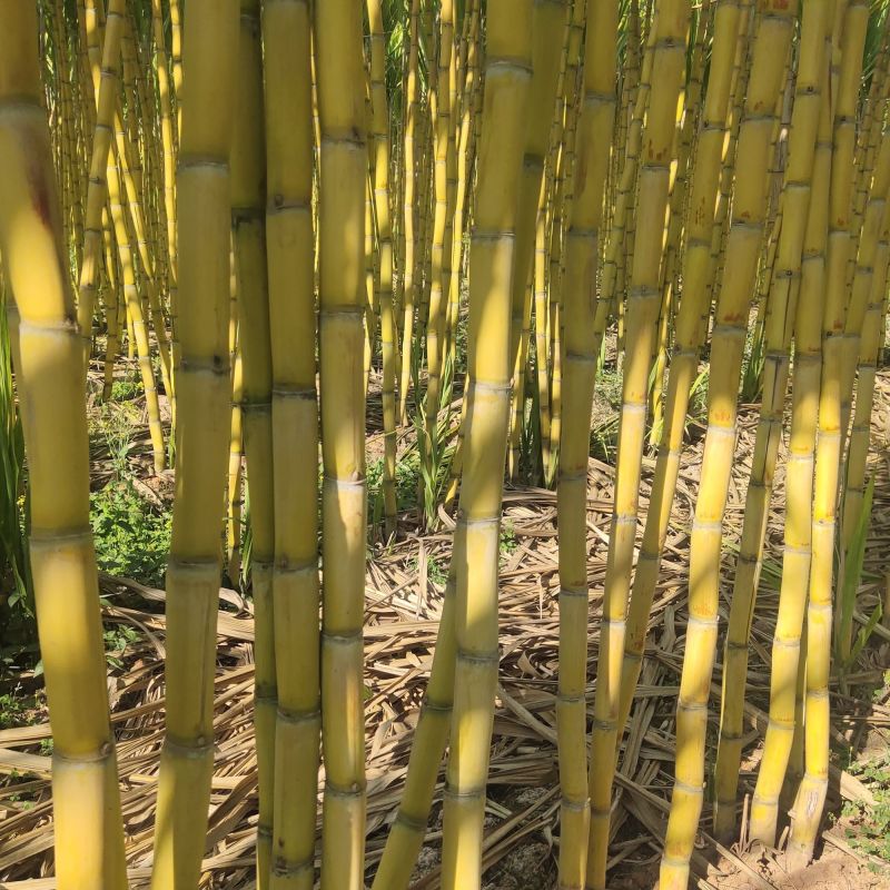 黄金甘蔗黄皮甘蔗大量供应甜度高威县本地欢迎来电