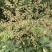 大通草