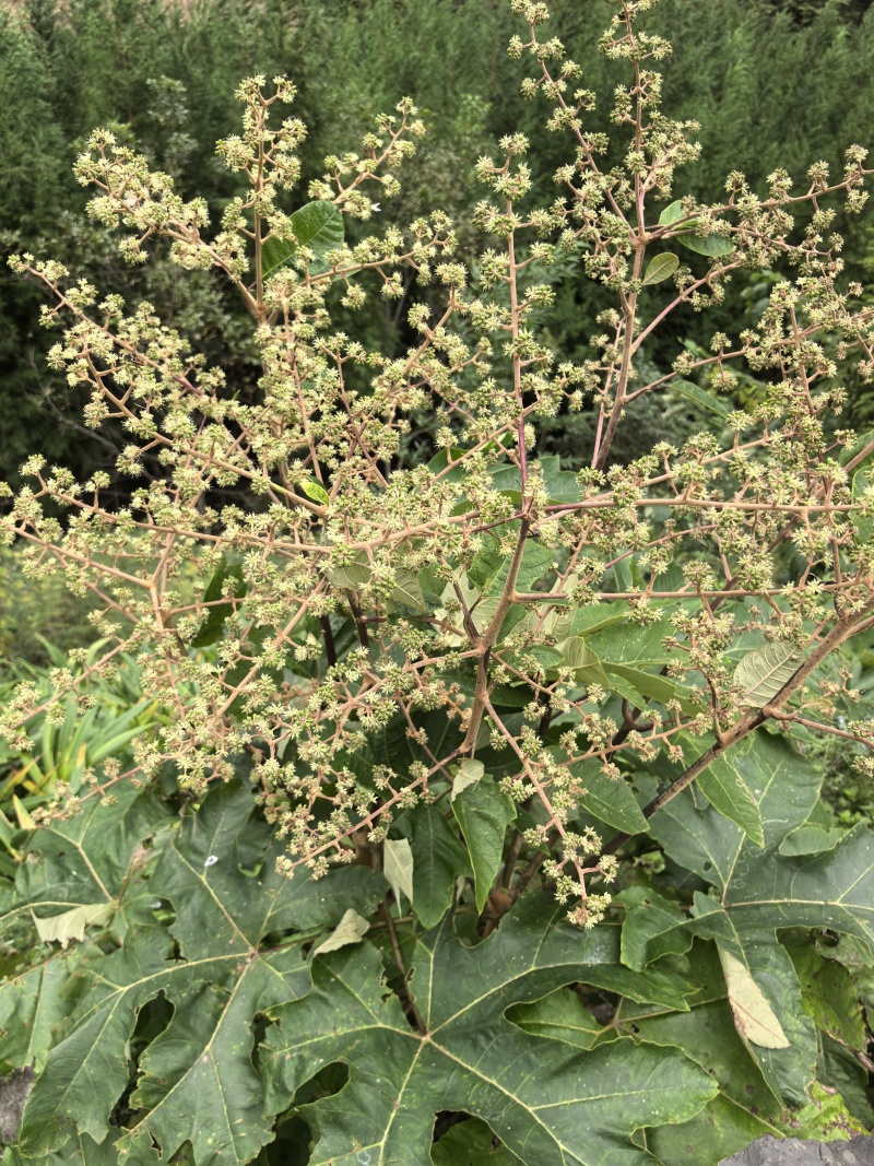 大通草