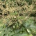 大通草