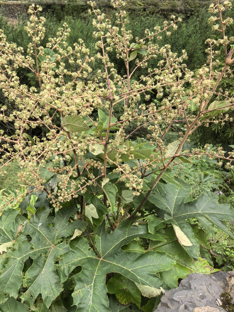 大通草