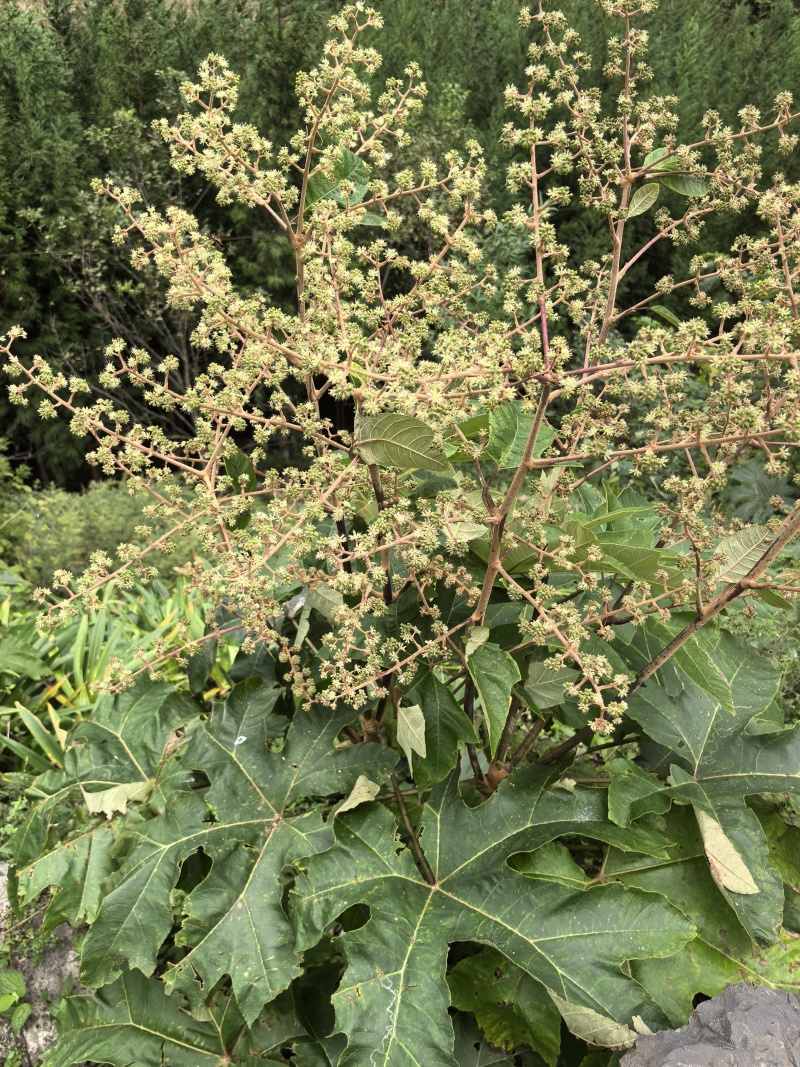 大通草
