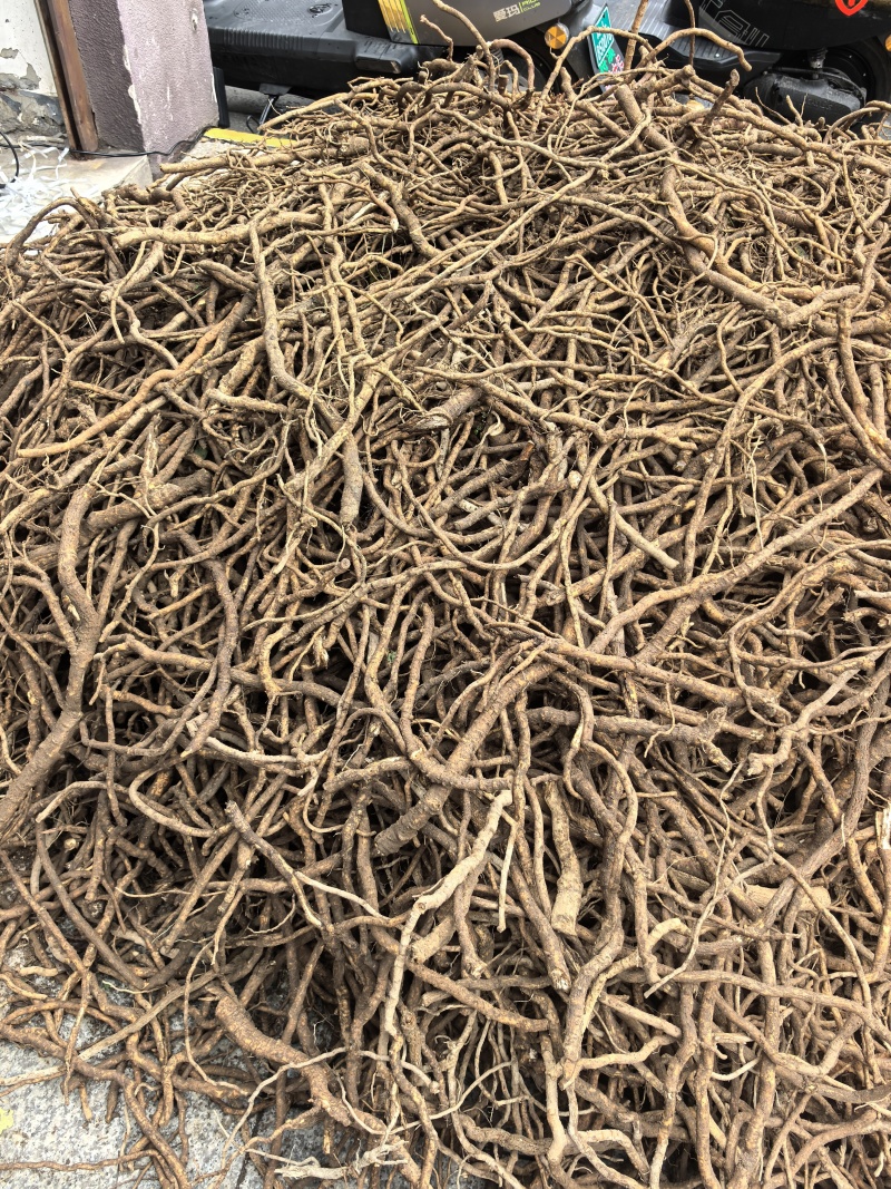 大通草