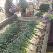 广西精选香葱