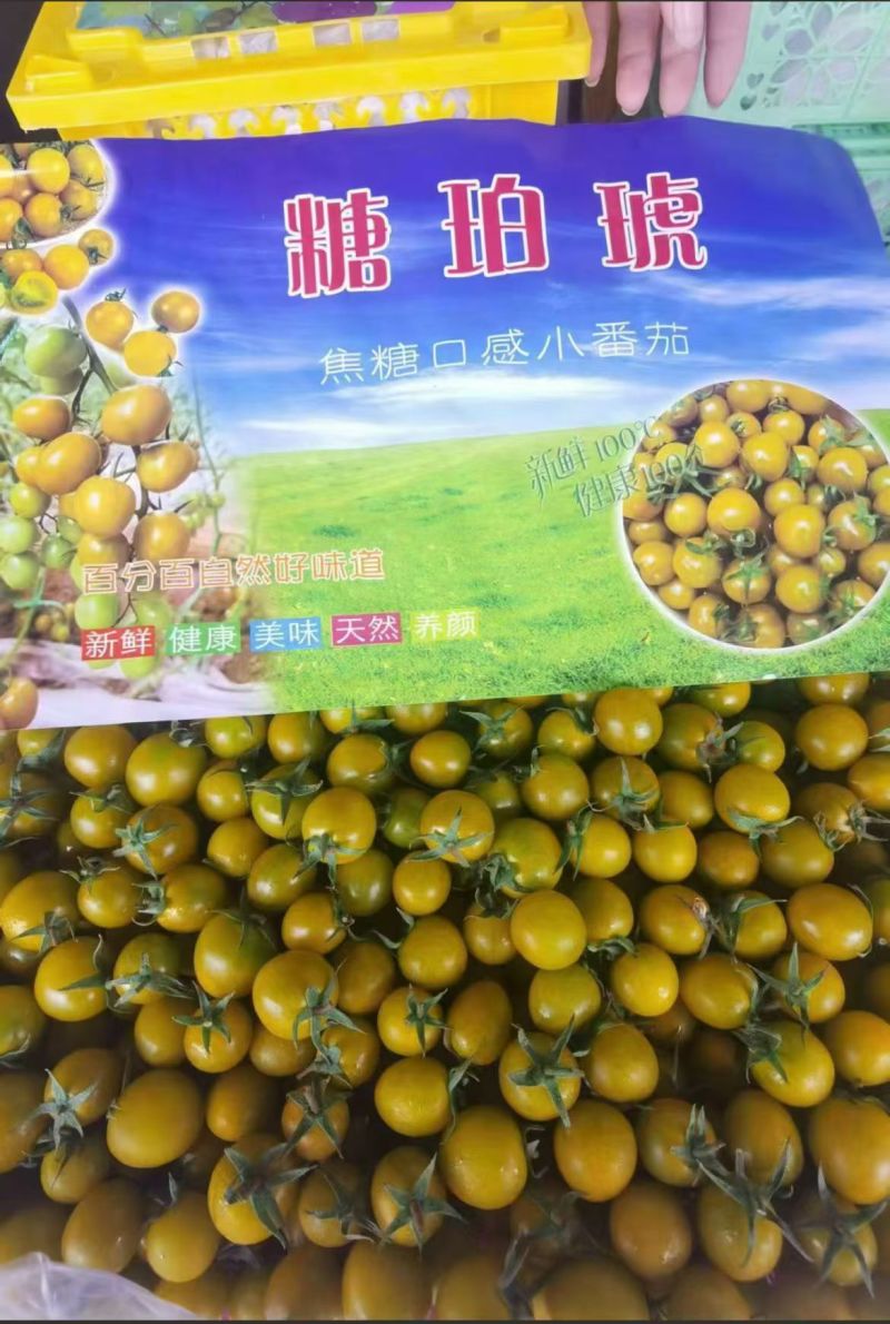 寿光原产地，多彩小番茄，产地直采直发，一手货源，让利客户