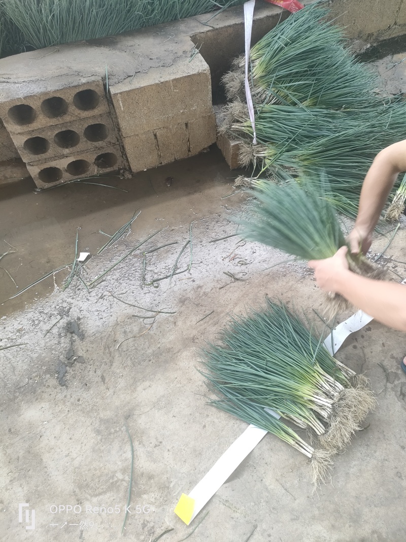 广西精选香葱