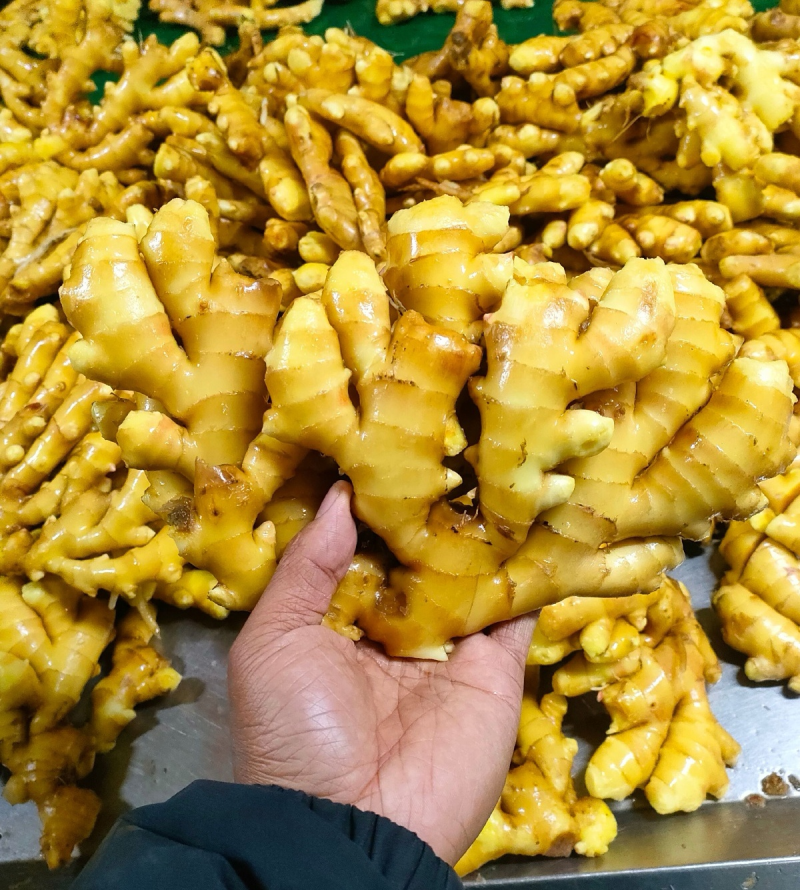 山东小黄姜产地一手货源，货源充足，保质保量，全国发货