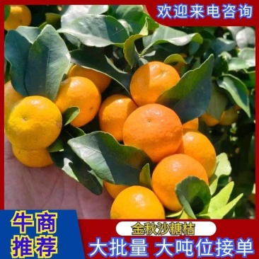 广西桂林实拍精品金秋沙糖桔量大从优欢迎来电咨询