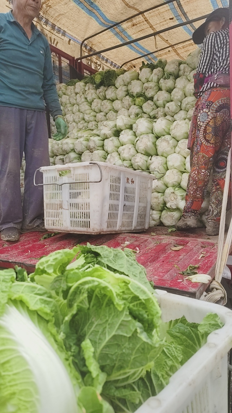 黄心娃娃菜