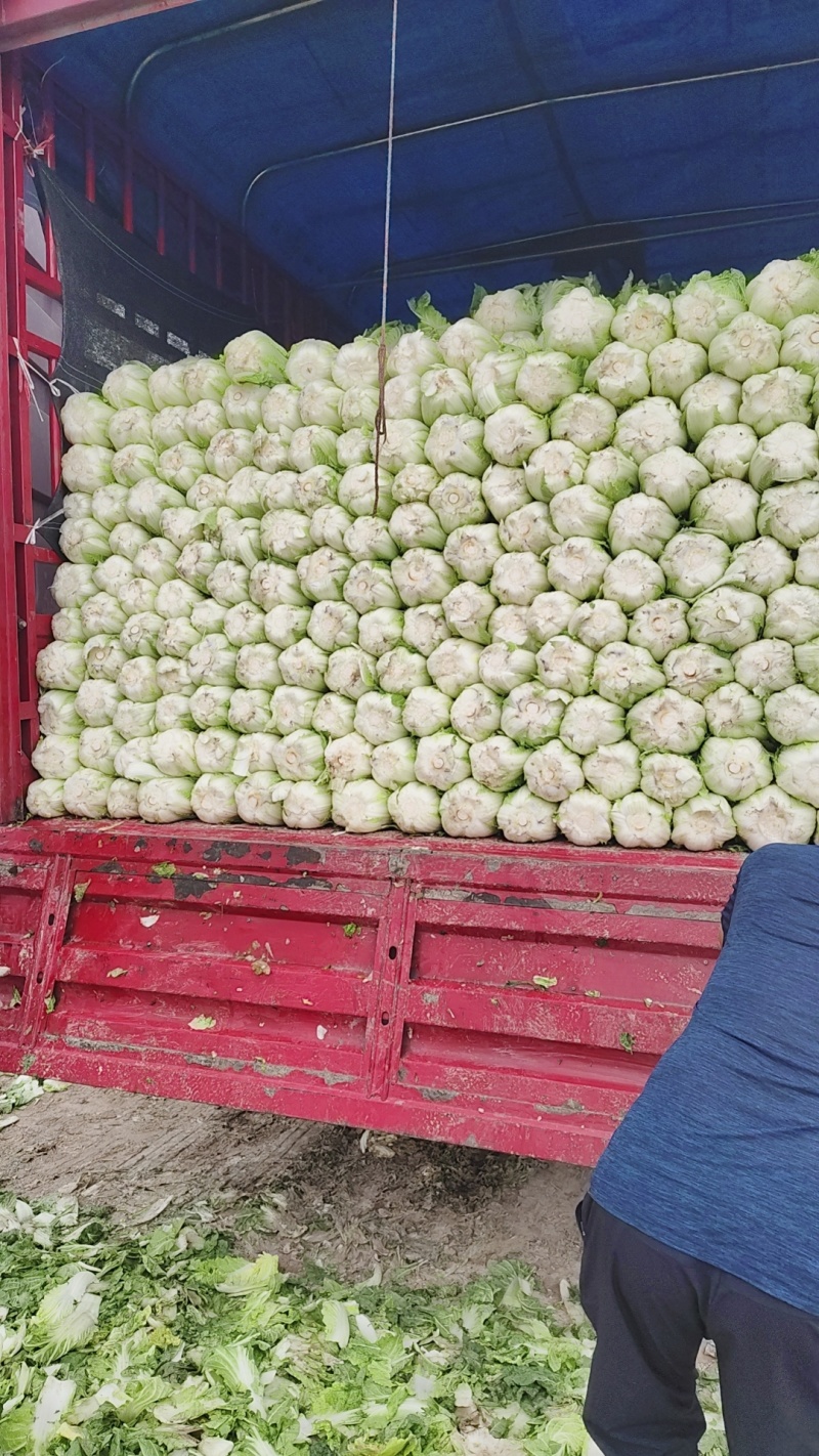 黄心娃娃菜