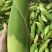 水果玉米，精品，精挑包装