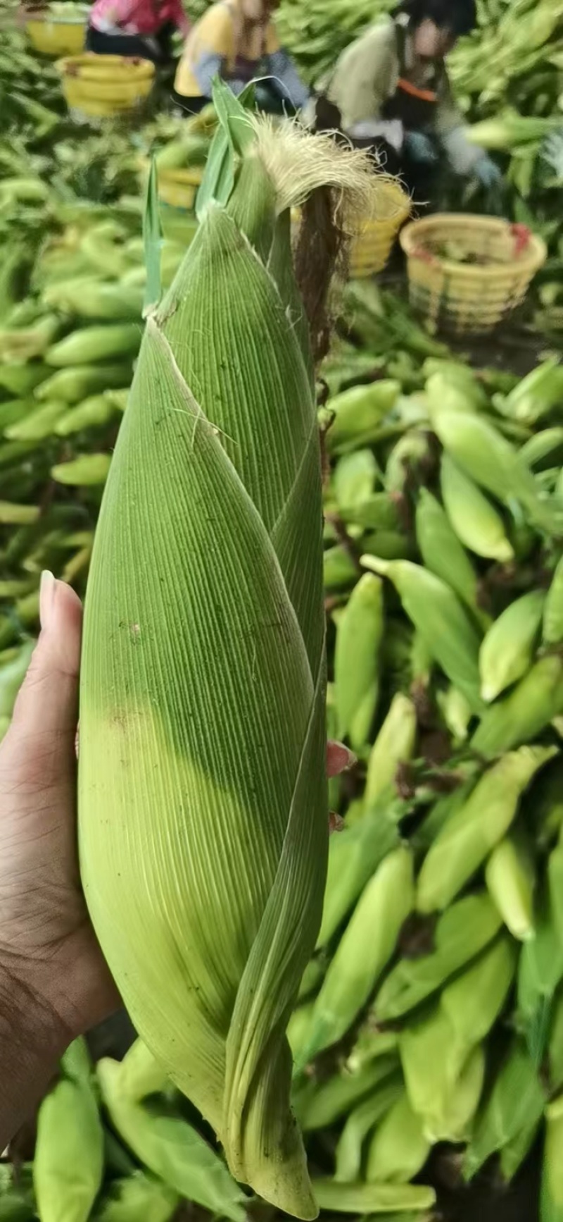 水果玉米，精品，精挑包装