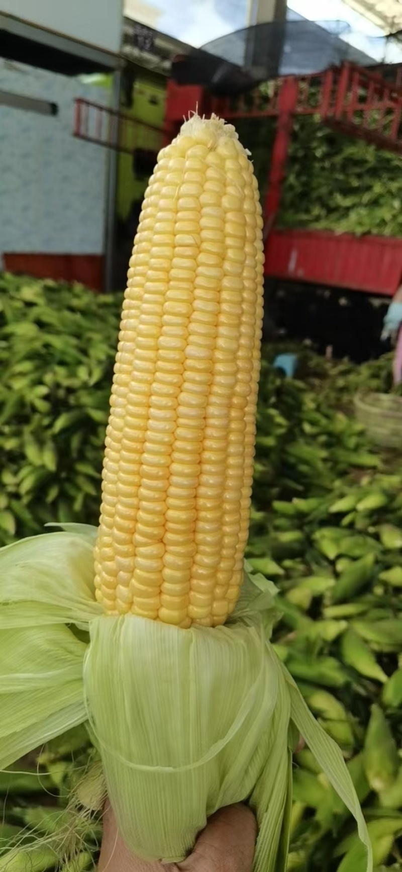 水果玉米，精品，精挑包装