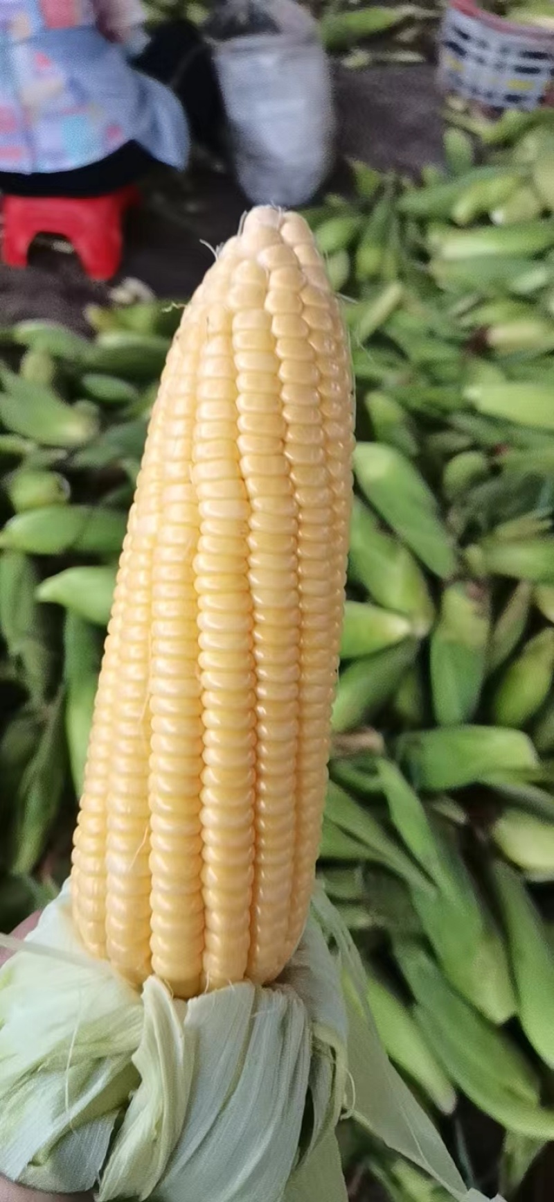 水果玉米，精品，精挑包装