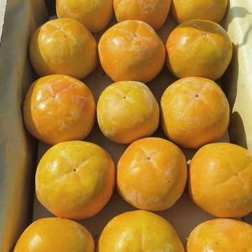 阳丰巧克力柿子