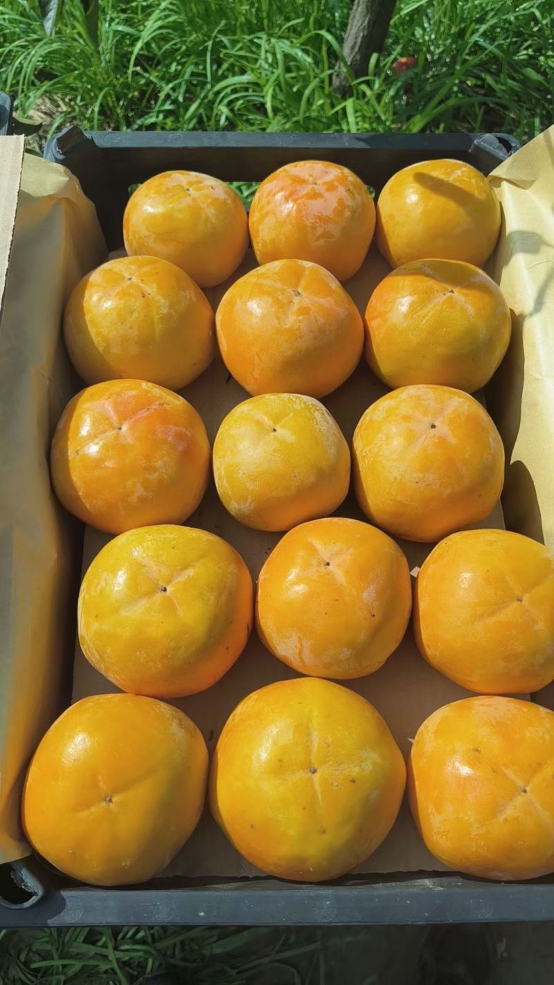 阳丰巧克力柿子