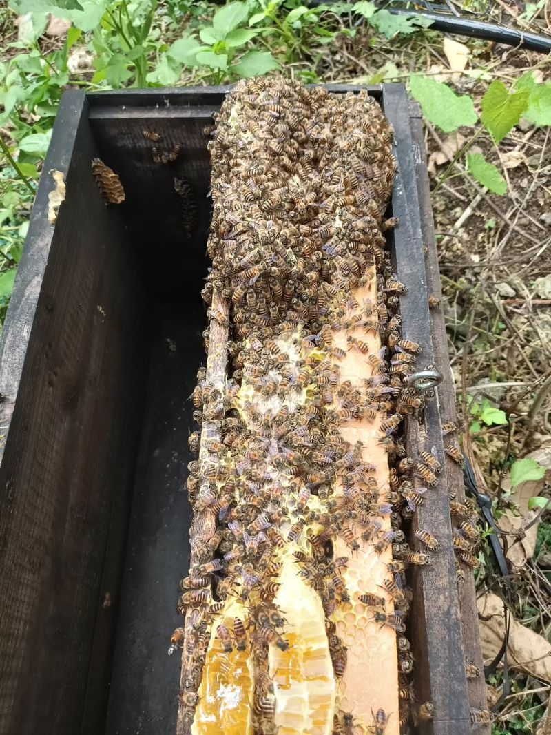 广西深山老林***蜂蜜，供应龙眼蜜、荔枝蜜、五倍子、九龙藤蜜