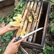 广西深山老林***蜂蜜，供应龙眼蜜、荔枝蜜、五倍子、九龙藤蜜