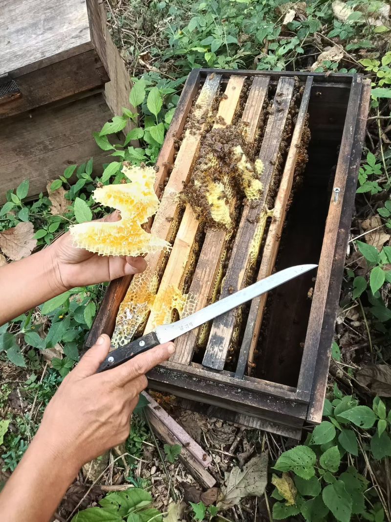 广西深山老林***蜂蜜，供应龙眼蜜、荔枝蜜、五倍子、九龙藤蜜