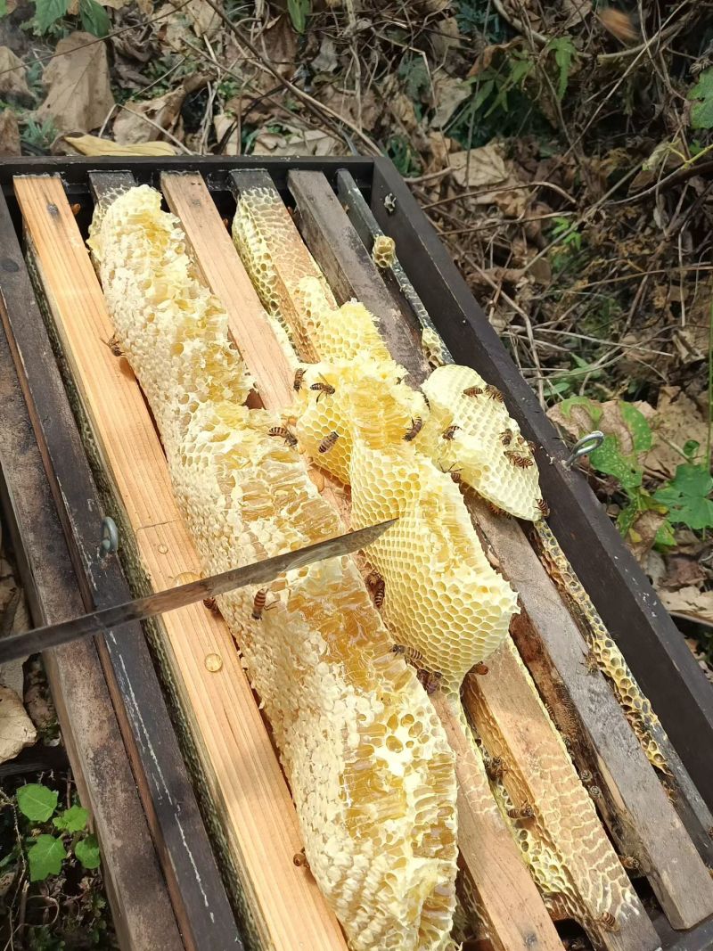 广西深山老林***蜂蜜，供应龙眼蜜、荔枝蜜、五倍子、九龙藤蜜