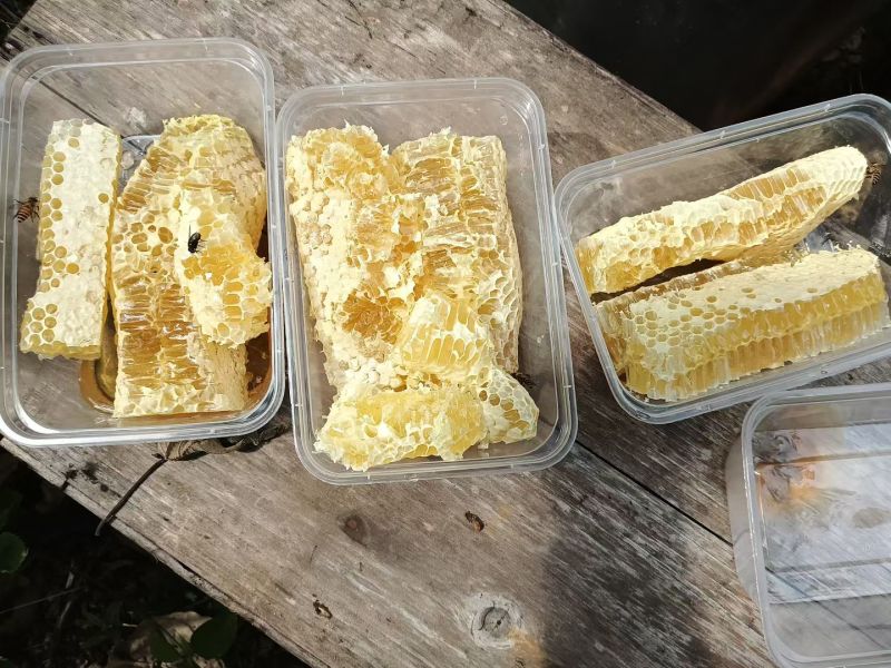 广西深山老林***蜂蜜，供应龙眼蜜、荔枝蜜、五倍子、九龙藤蜜