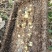 广西深山老林***蜂蜜，供应龙眼蜜、荔枝蜜、五倍子、九龙藤蜜