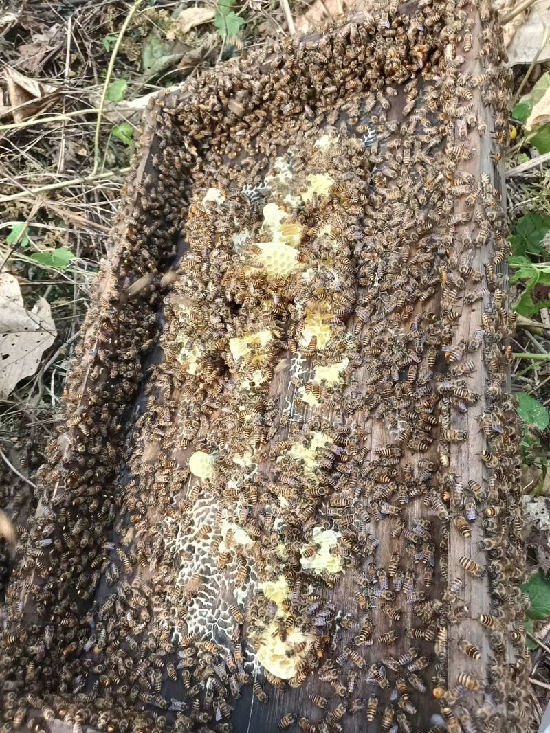 广西深山老林***蜂蜜，供应龙眼蜜、荔枝蜜、五倍子、九龙藤蜜