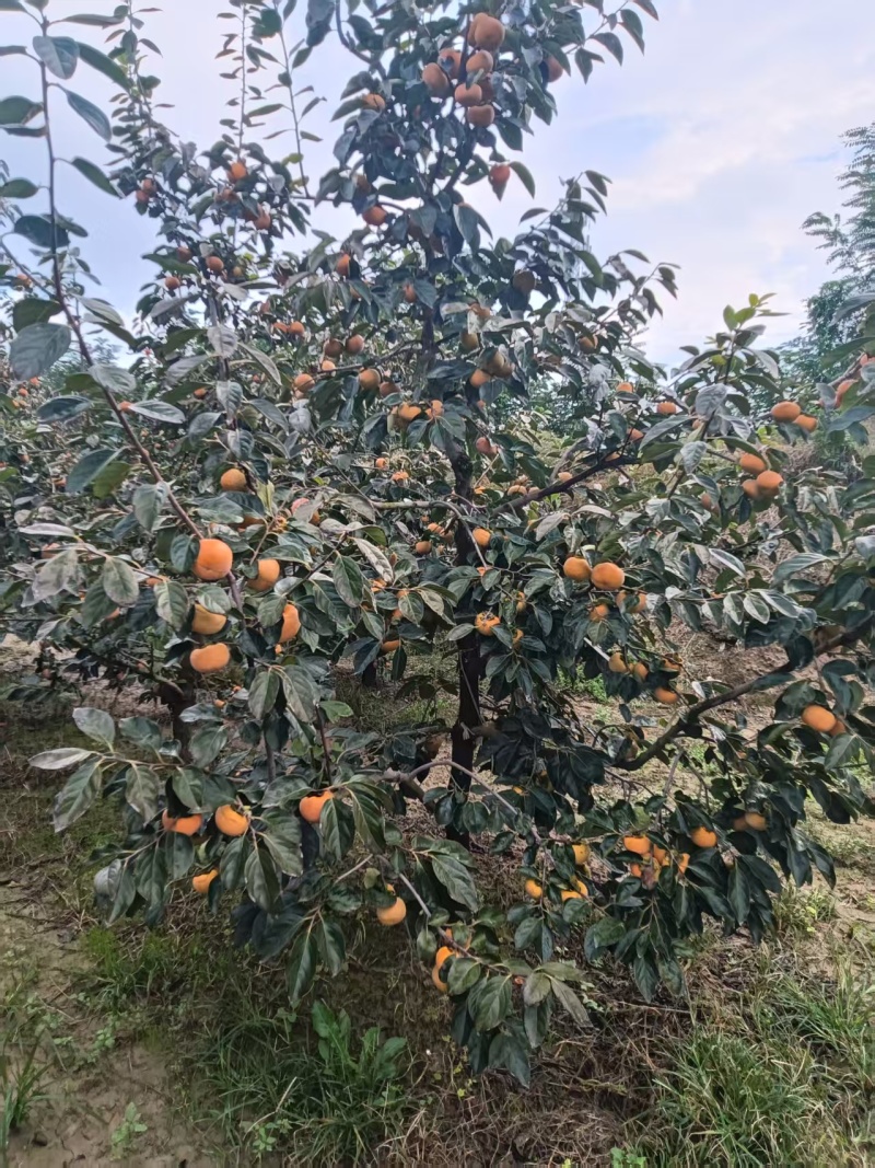 阳丰巧克力柿子