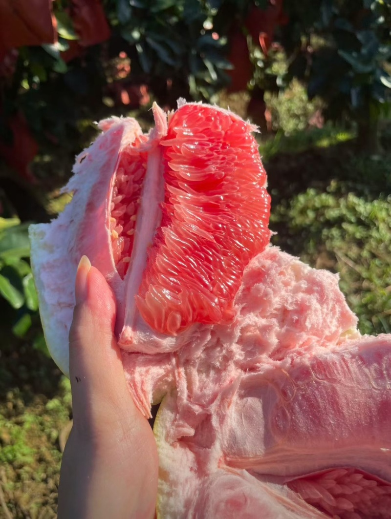 平和红心柚