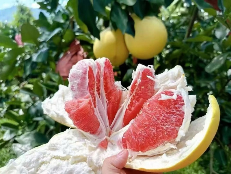 平和红心柚