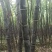 黑皮水果甘蔗