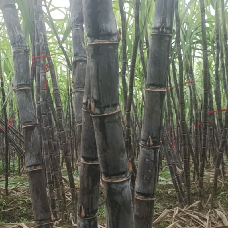 黑皮水果甘蔗
