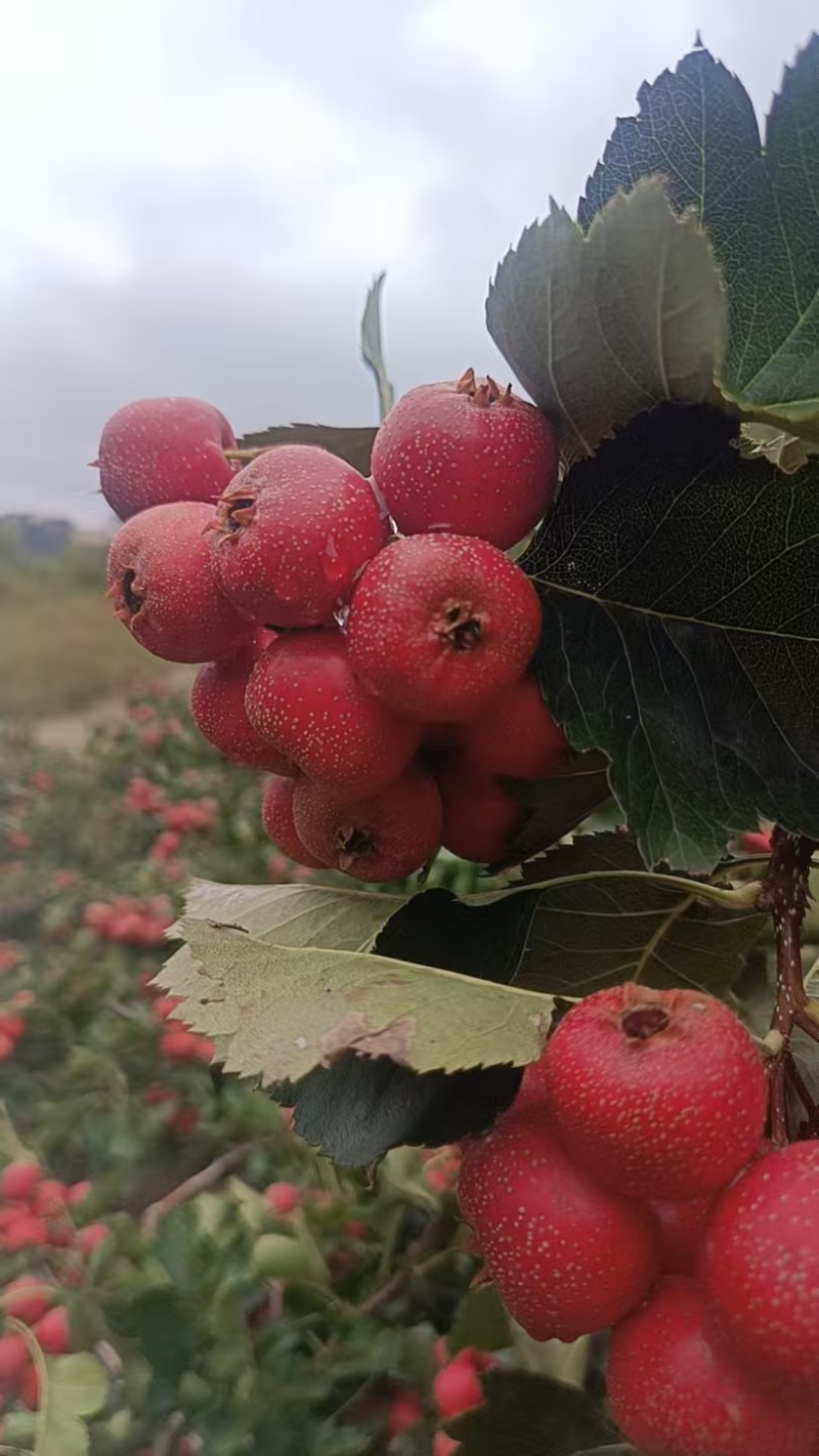 精品甜红子山楂大量有货/一手货源量大从优质量保证