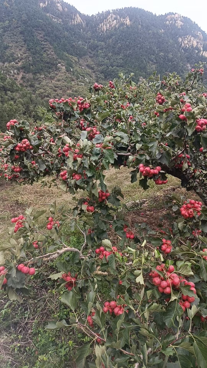 精品甜红子山楂大量有货/一手货源量大从优质量保证