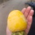 精品牛心柿子大量上市基地供应量大从优质量保证欢迎咨询