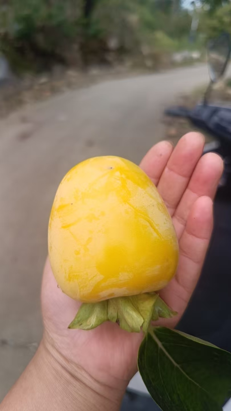 精品牛心柿子大量上市基地供应量大从优质量保证欢迎咨询