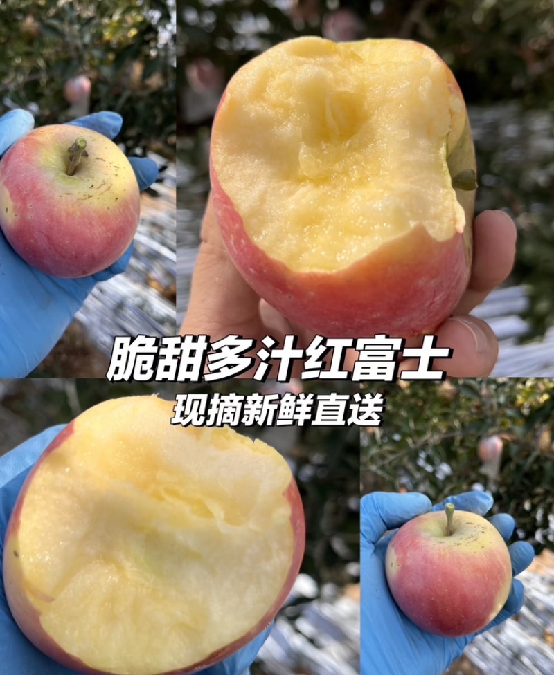 【万荣苹果】山西红富士苹果基地直发支持视频和实地看货