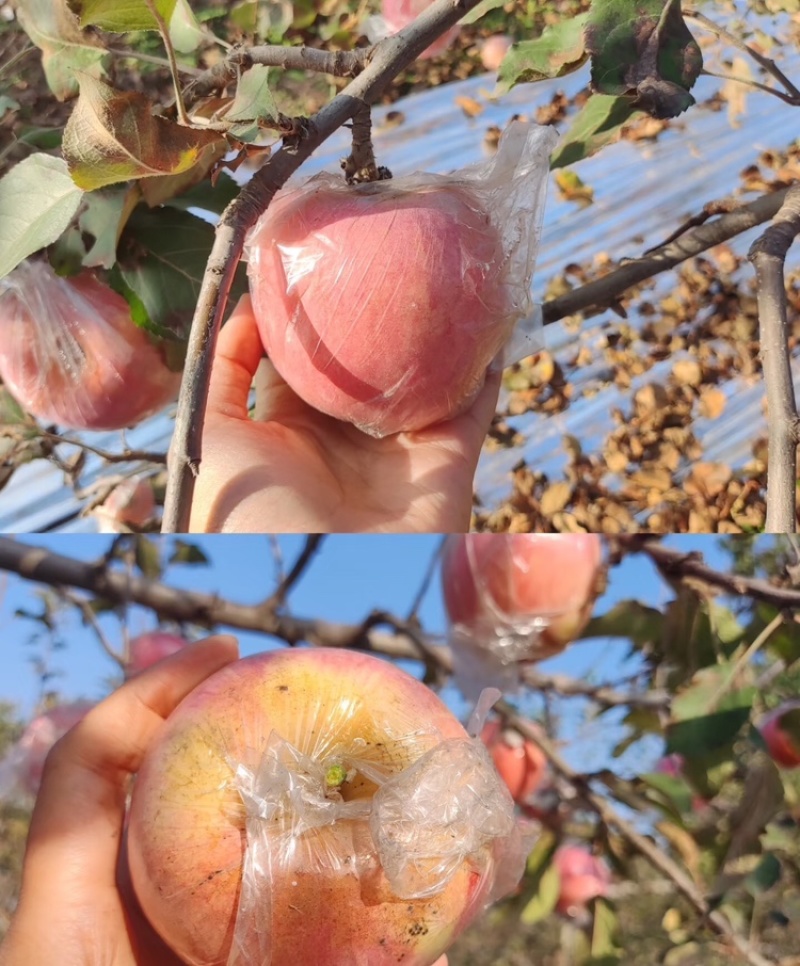 【万荣苹果】山西红富士苹果基地直发支持视频和实地看货