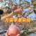【万荣苹果】山西红富士苹果基地直发支持视频和实地看货