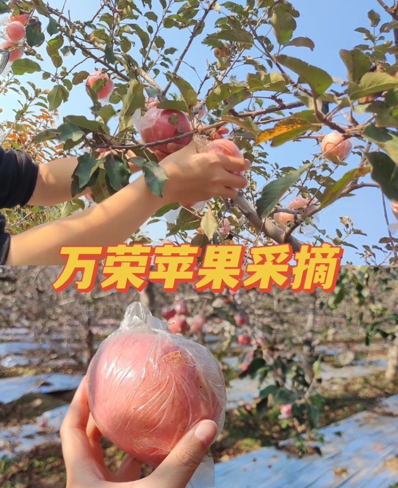 【万荣苹果】山西红富士苹果基地直发支持视频和实地看货