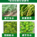 磨姑云10%调环酸钙花生生长植物调节剂农药