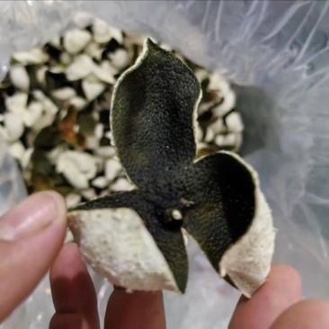 广西贵港中药材柑桔皮/青皮/量大价优/可煲汤/泡茶/欢迎咨询