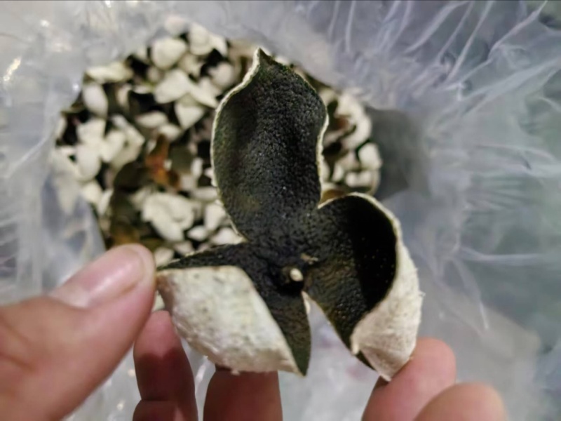 广西贵港中药材柑桔皮/青皮/量大价优/可煲汤/泡茶/欢迎咨询