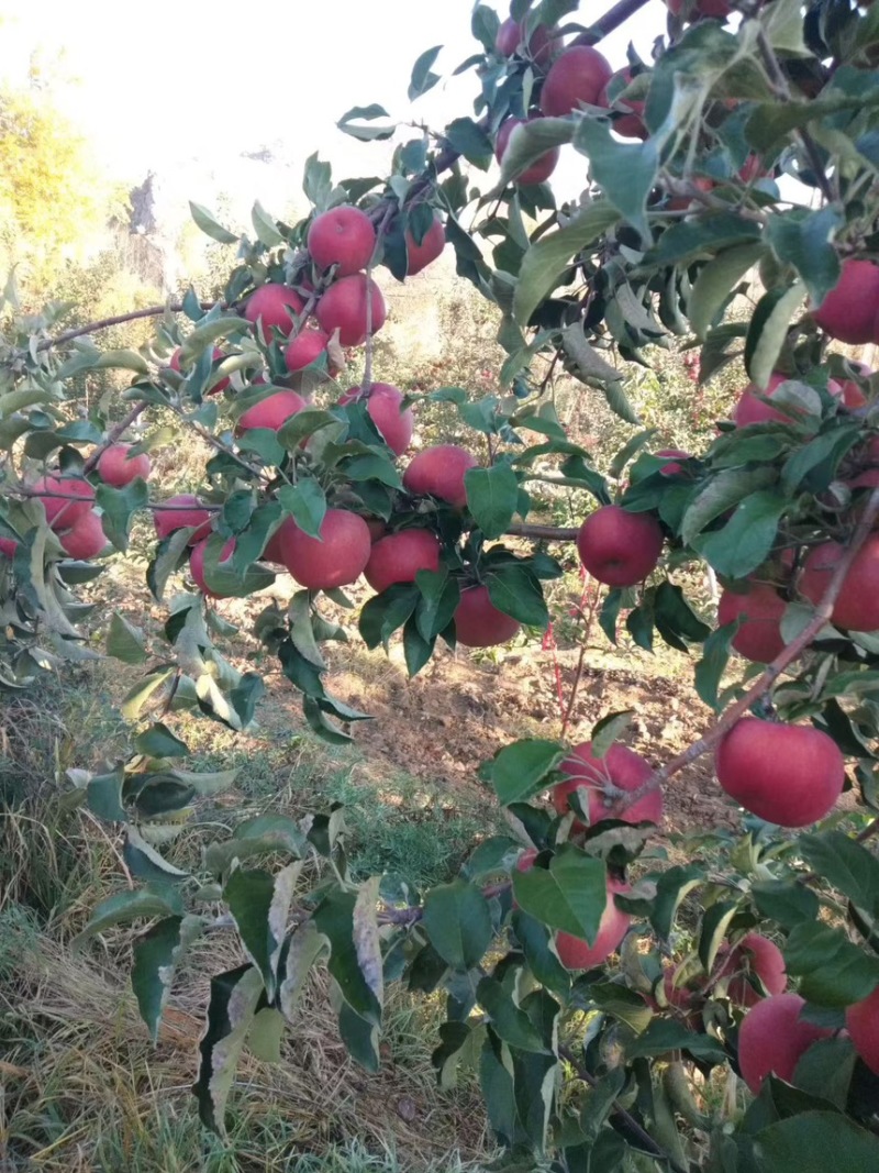 宁城蒙富苹果