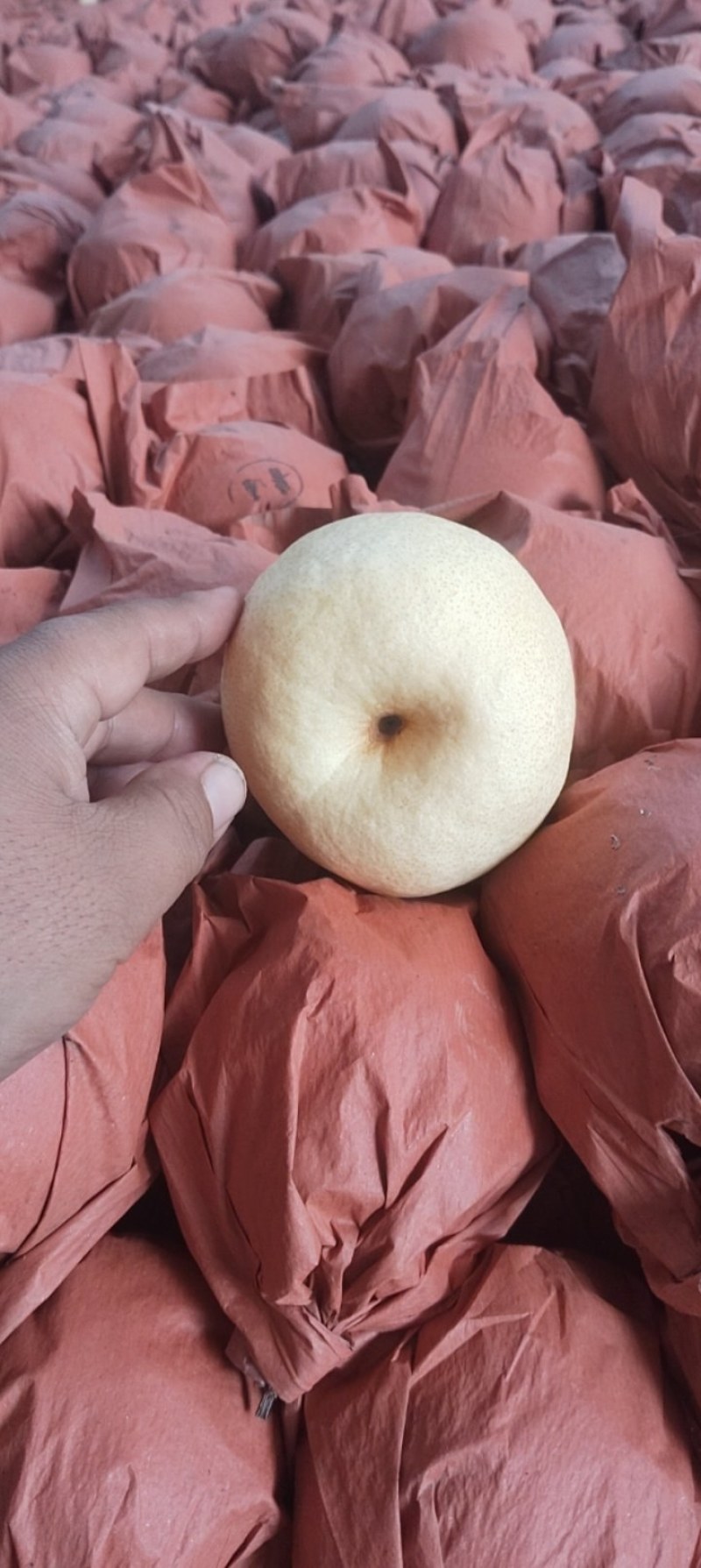 砀山酥梨