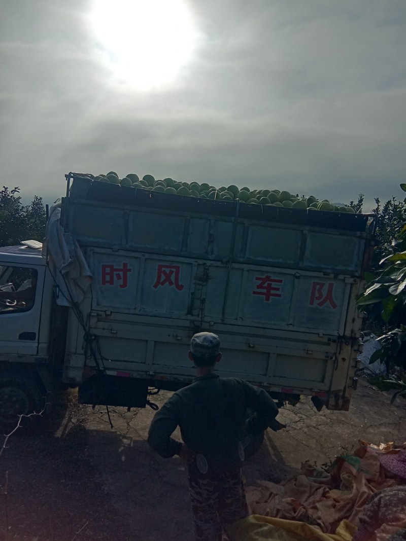 平和县白心柚带箱9-10斤装产地直发全国欢迎咨询下单