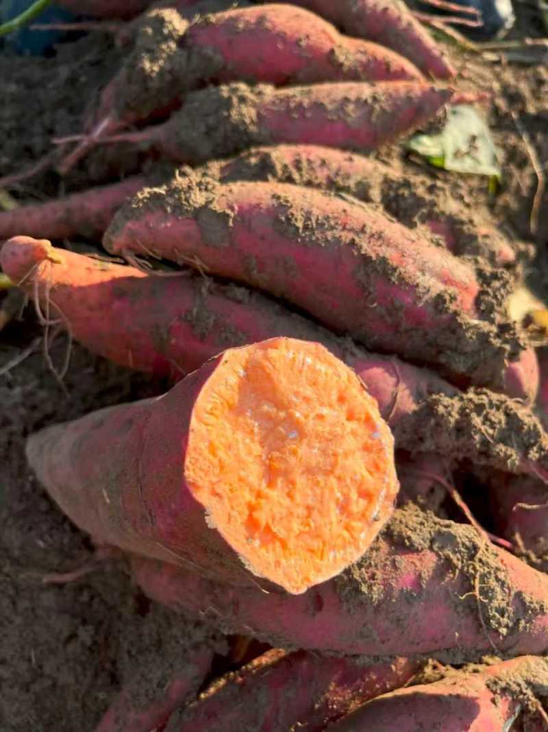 精品西瓜红红薯河北雄县红薯大量上市产地直发可视频看货