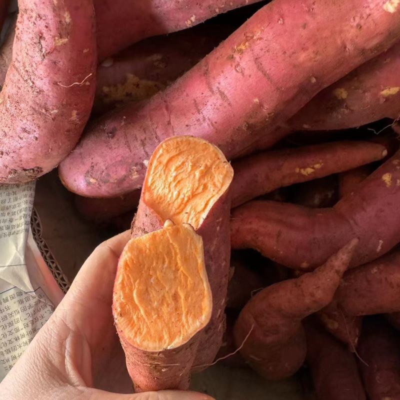 精品西瓜红红薯河北雄县红薯大量上市产地直发可视频看货