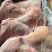 肥猪前肘6个