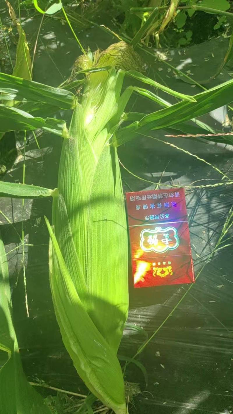 云南德宏花超双色玉米，色泽鲜艳，颗粒饱满，质量好
